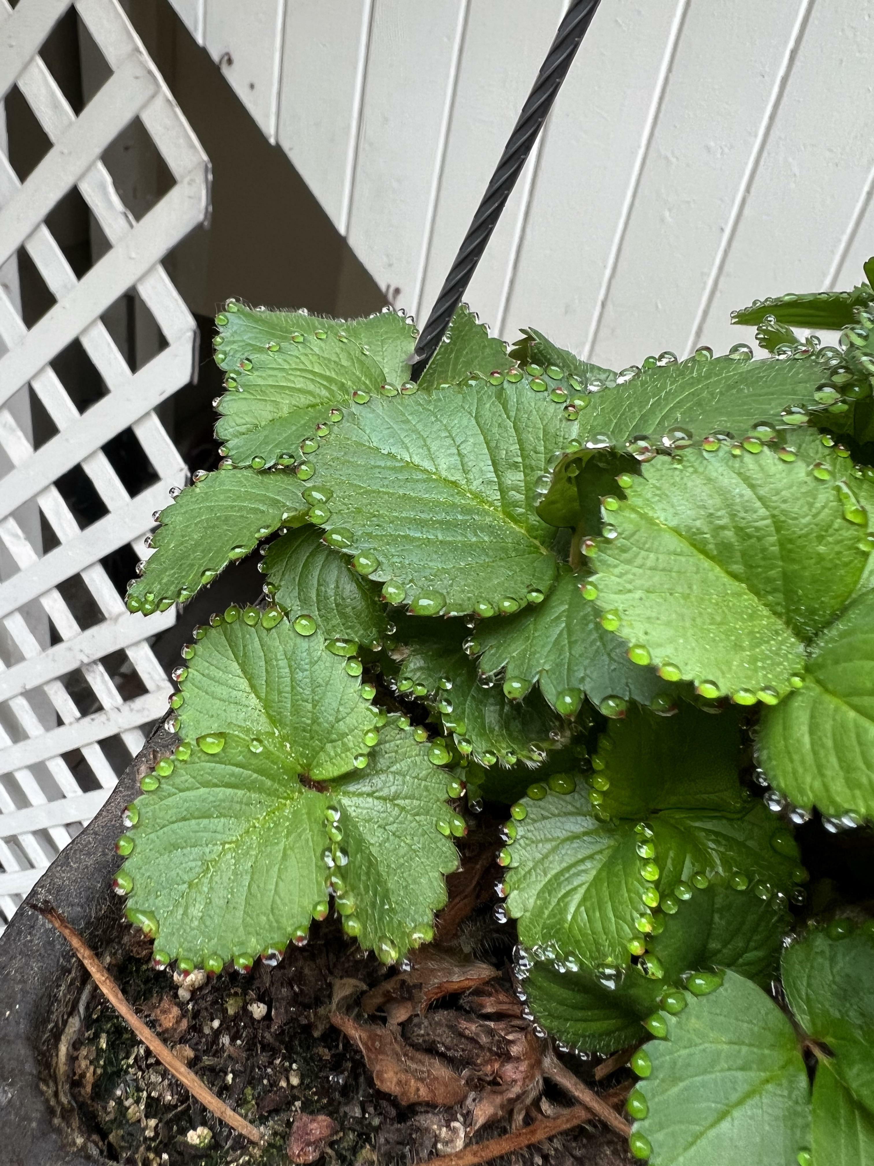 la façon dont ces gouttelettes d'eau se sont rassemblées sur le bord de mon plant de fraises