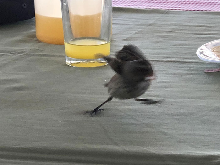 J’ai essayé de faire atterrir une photo d’un pinson darwinien – celui-ci n’a rien voulu savoir…