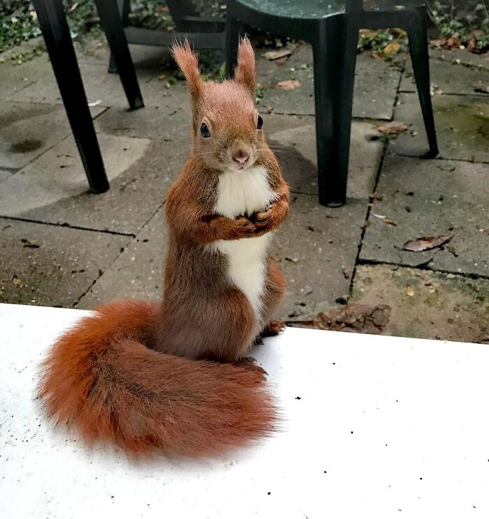 Ce petit gars avait besoin de dire bonjour