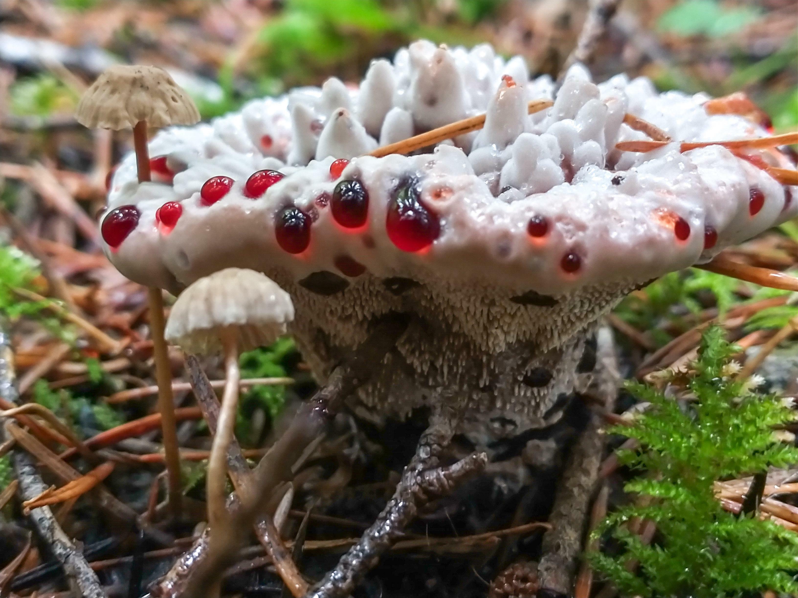 j'ai trouvé une dent saignante aka hydnellum peckii pour ma première fois l'automne dernier ! n'a-t-elle pas l'air cool ?!