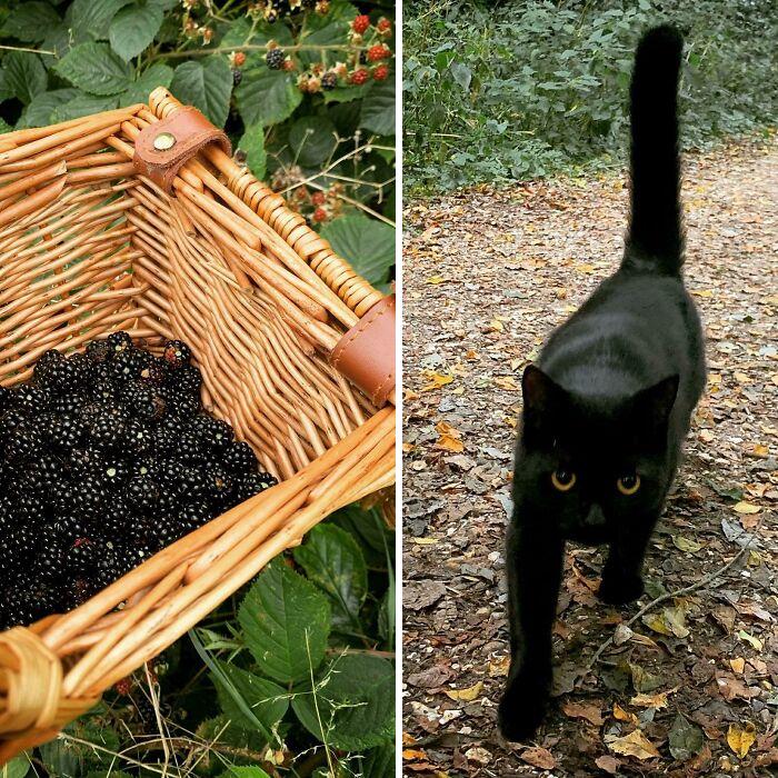 J’ai dû passer le gardien des mûres des bois avant de pouvoir cueillir les baies aujourd’hui.