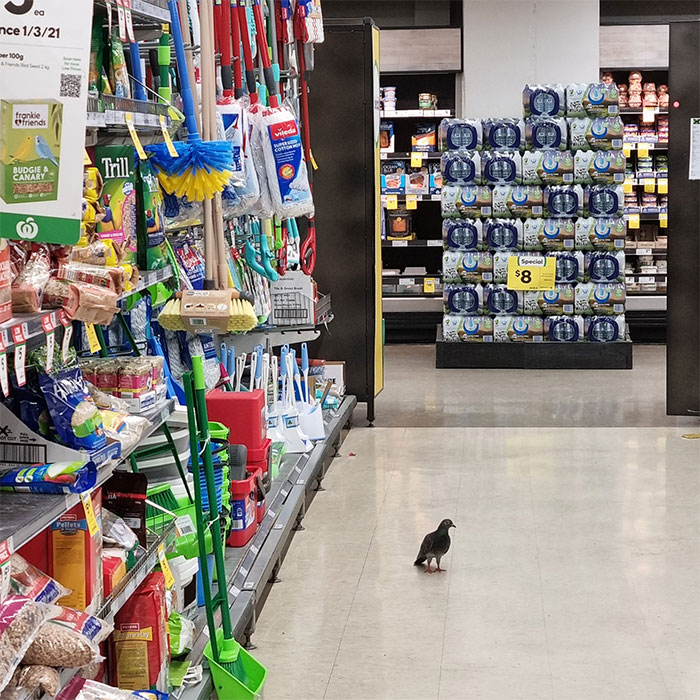 Je sais qu’il y a une pénurie de main-d’œuvre en ce moment, mais c’est le fond du baril de woolworths qui est en train de gratter. Ce type semble aussi flâner très près des graines pour oiseaux.