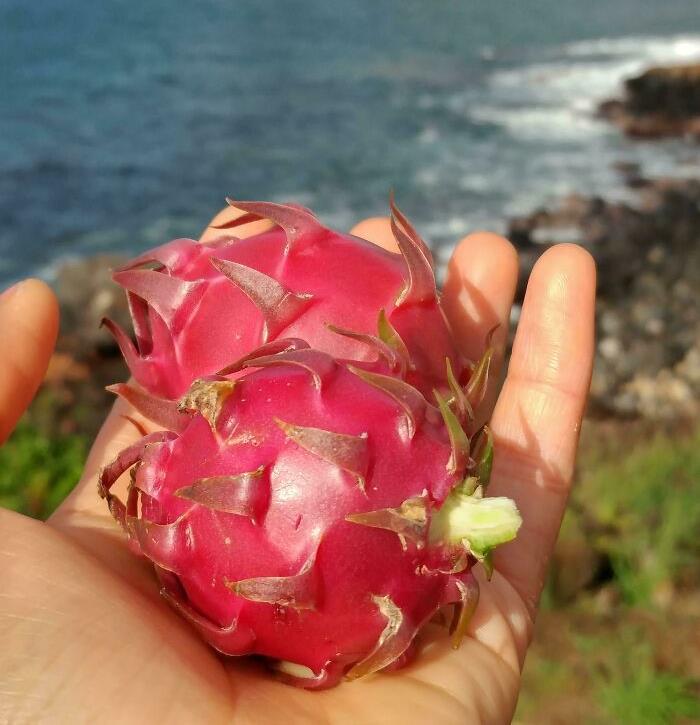 aloha from hawaii ! C’est de loin la chose la plus cool que j’ai jamais fourragée.