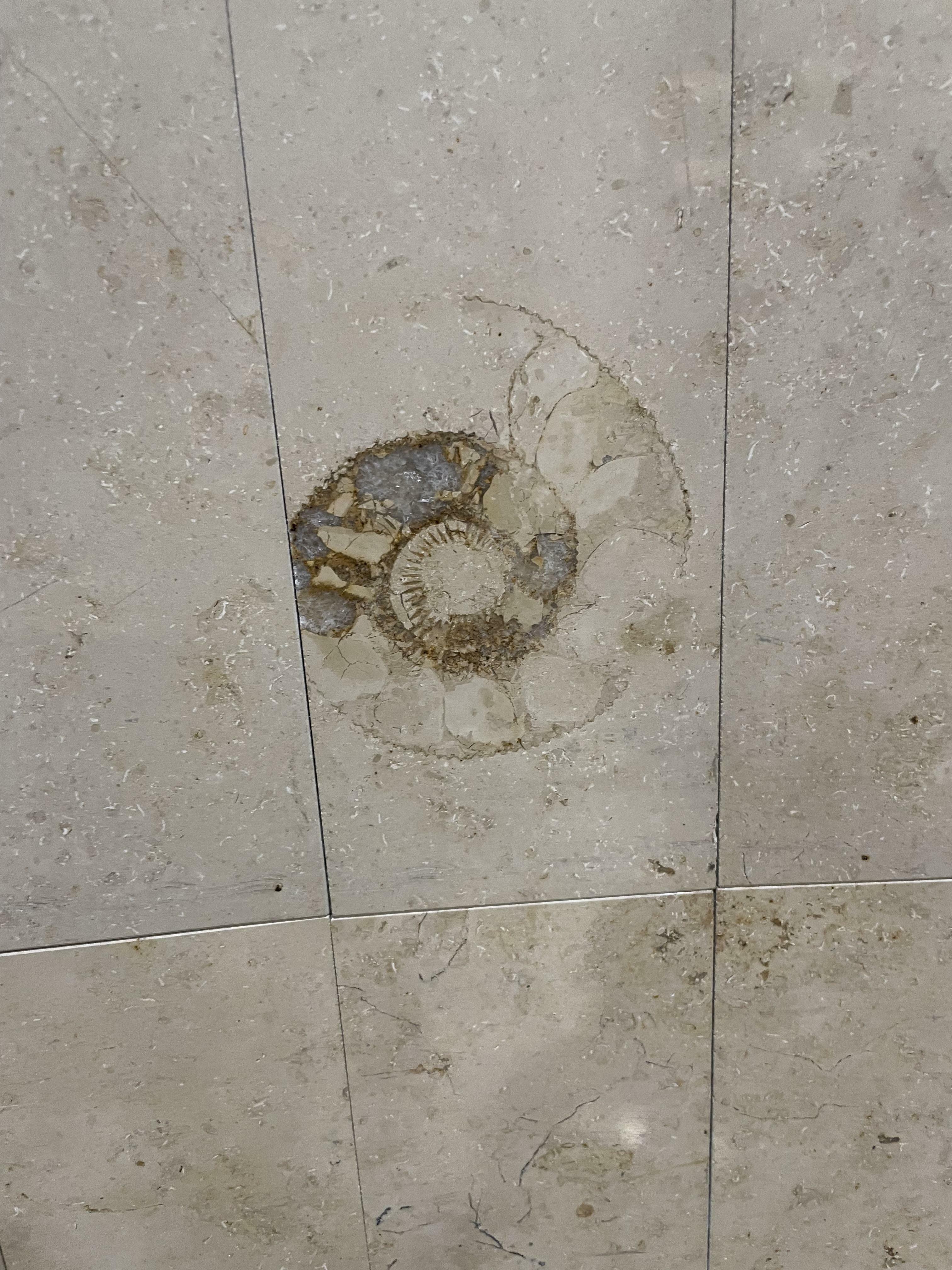 ammonite fossilisée dans une tuile murale d'aéroport