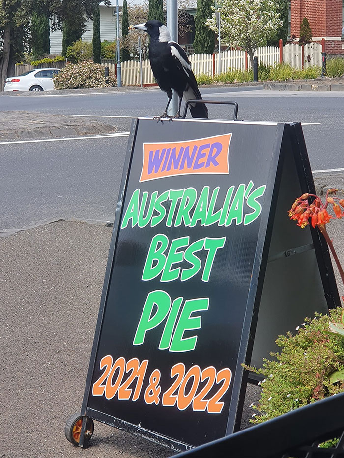 Cette pie est la mascotte. Elle a une tarte dans la bouche.