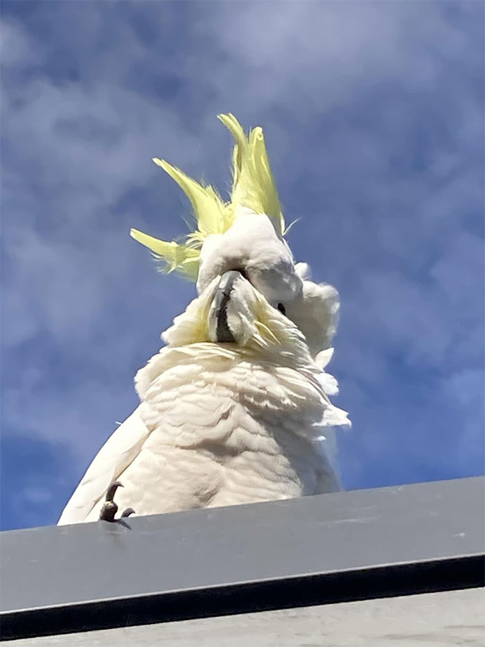 jour de mauvais cheveux