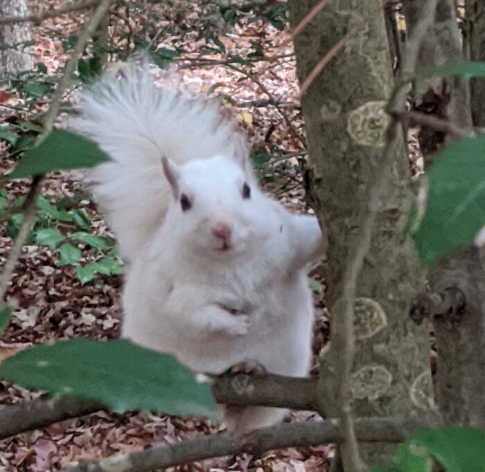 cet écureuil blanc que j’ai vu pendant ma promenade