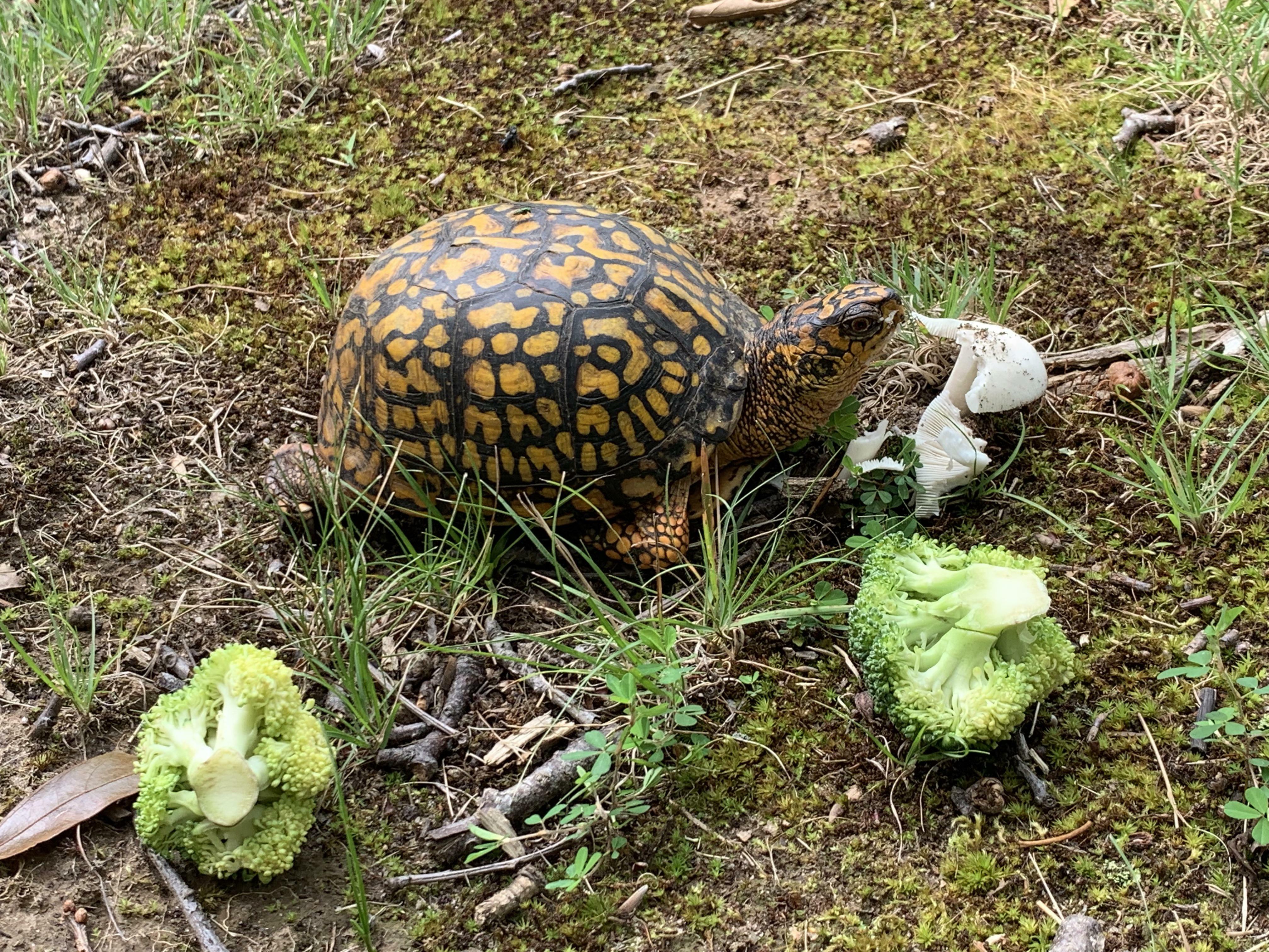 J'ai ramassé des champignons aujourd'hui, puis un primate bizarre m'a lancé des brocolis.