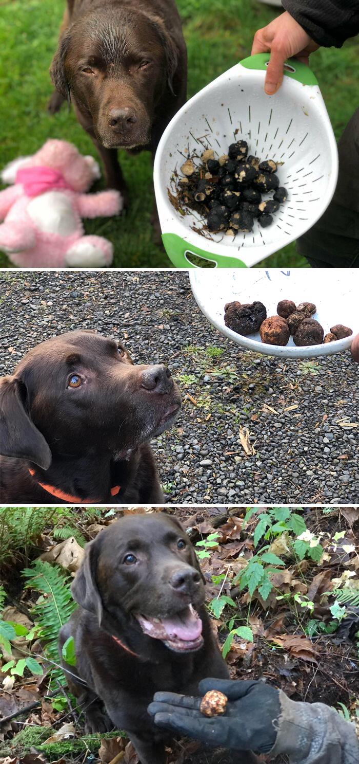 Mon labrador de 10 ans et demi a récemment appris à chasser les truffes. Je suis si fière de lui !