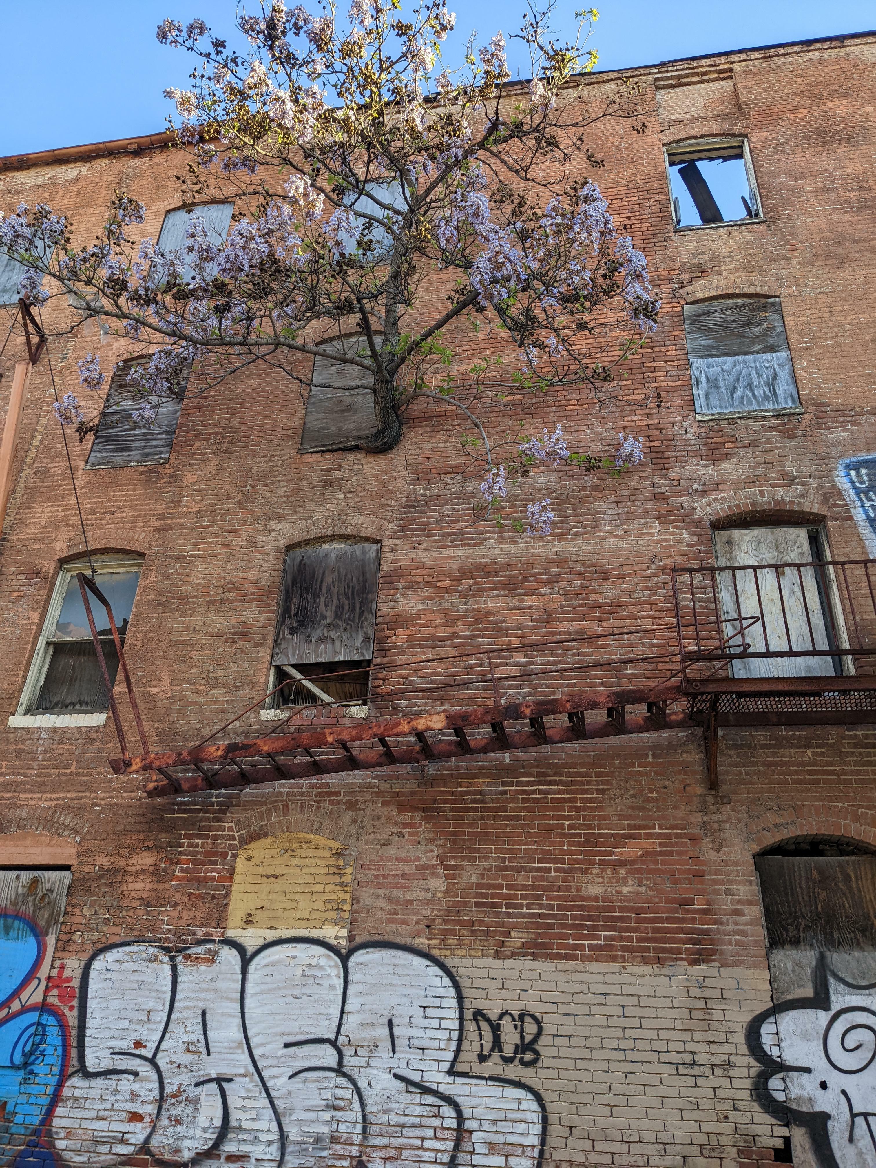 un complexe d'appartements condamnés sur le chemin de mon travail avait un arbre qui poussait sur son côté