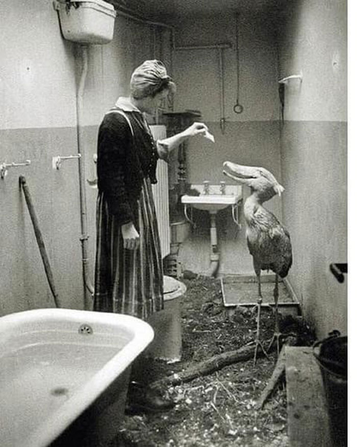 alors que les troupes soviétiques approchaient de berlin en 1945, les gardiens du zoo ont fait de leur mieux pour prendre soin des animaux du zoo de berlin. ce bec-en-sabot a été temporairement hébergé dans la maison de son gardien.