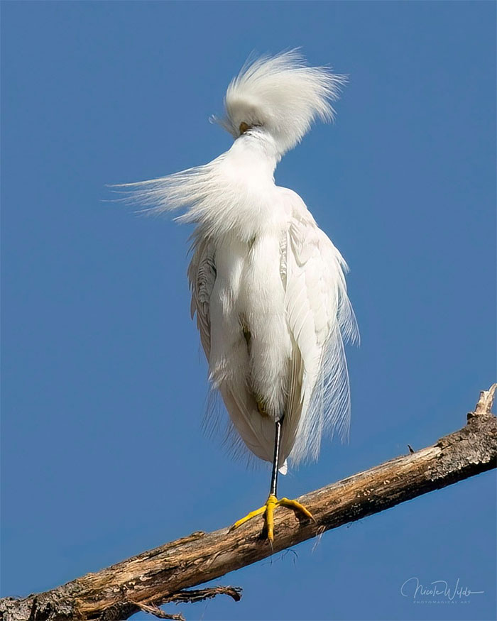 En tant que photographe d’oiseaux passionnée, je connais la valeur de l’attente du moment et de l’angle exacts où un oiseau est présenté dans toute sa magnifique gloire. et donc je te donne « l’aigrette tordue ».