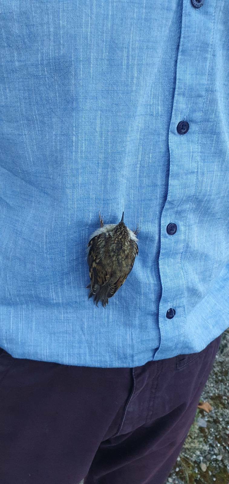 cet oiseau s’est posé sur ma chemise aujourd’hui et s’est endormi