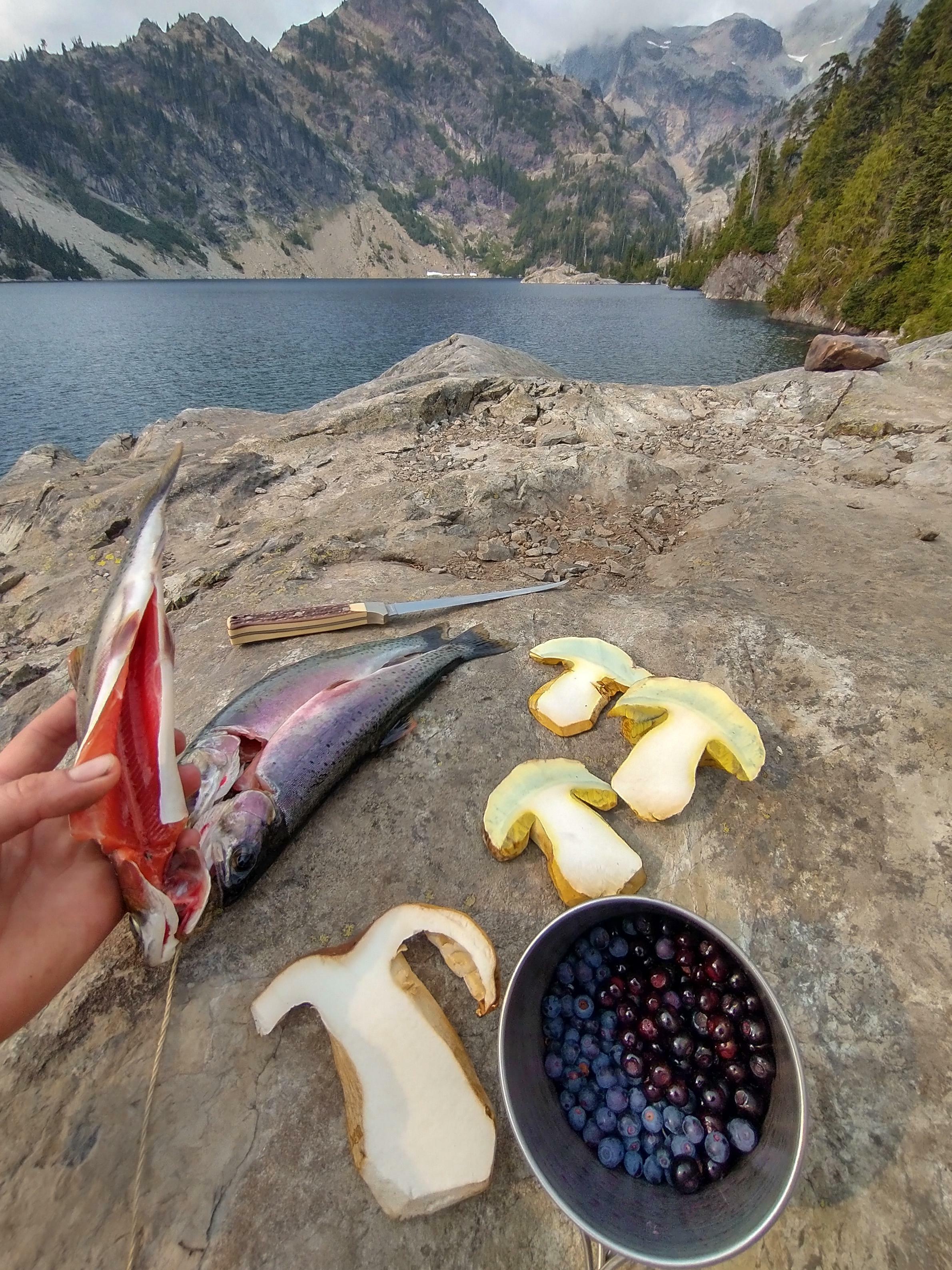 le tiercé gagnant : champignons (cèpes et bolets à beurre), baies (mélange d'espèces de vaccinium) et truite (truite fardée vers l'ouest). objectifs de recherche de nourriture lors d'une randonnée en montagne l'été dernier !