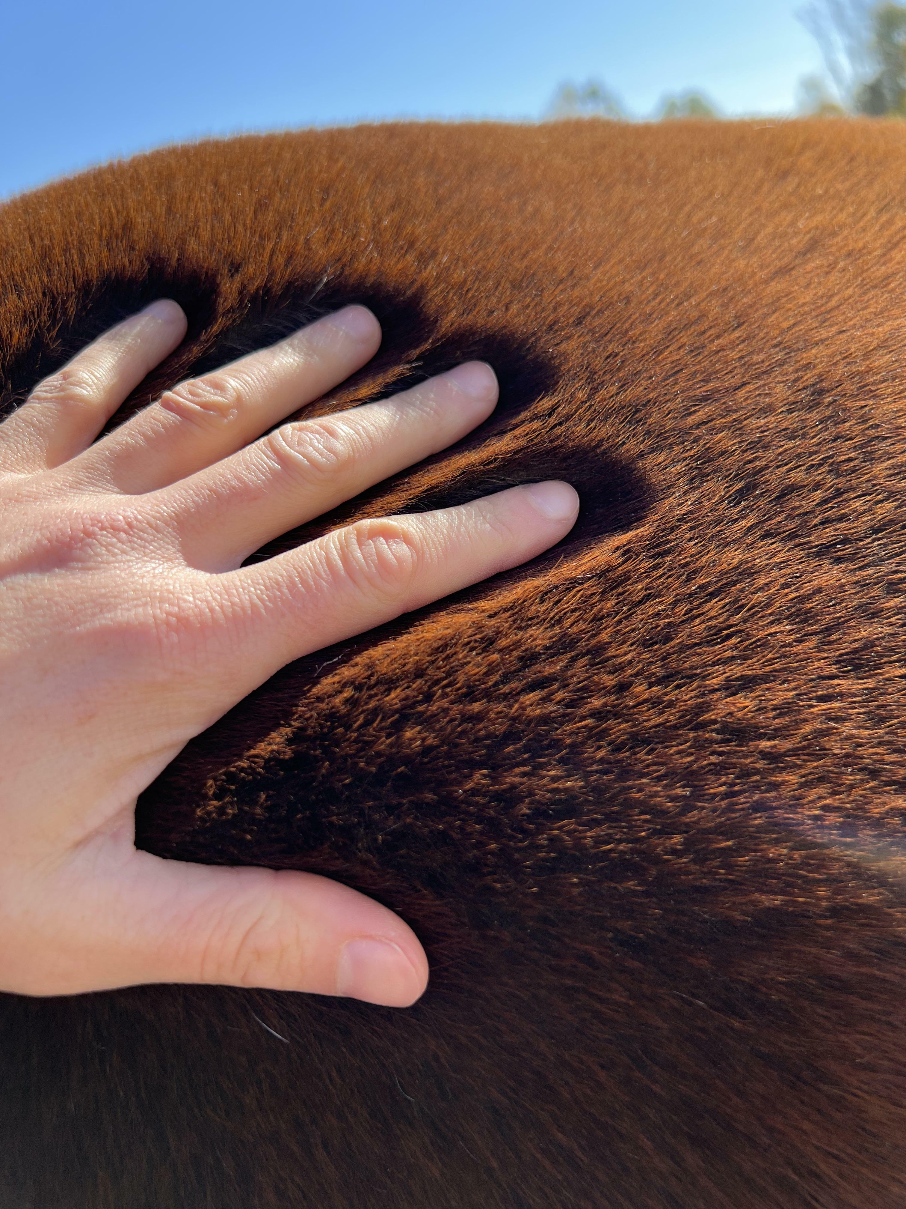 la façon dont la fourrure de ce cheval s'aplatit quand je le caresse