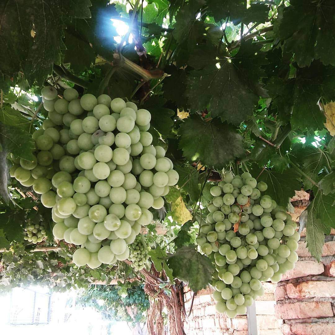 C’est la période de l’année où la température est élevée et où les raisins sont beaux. La maison de grand-père a une belle grappe de raisin.