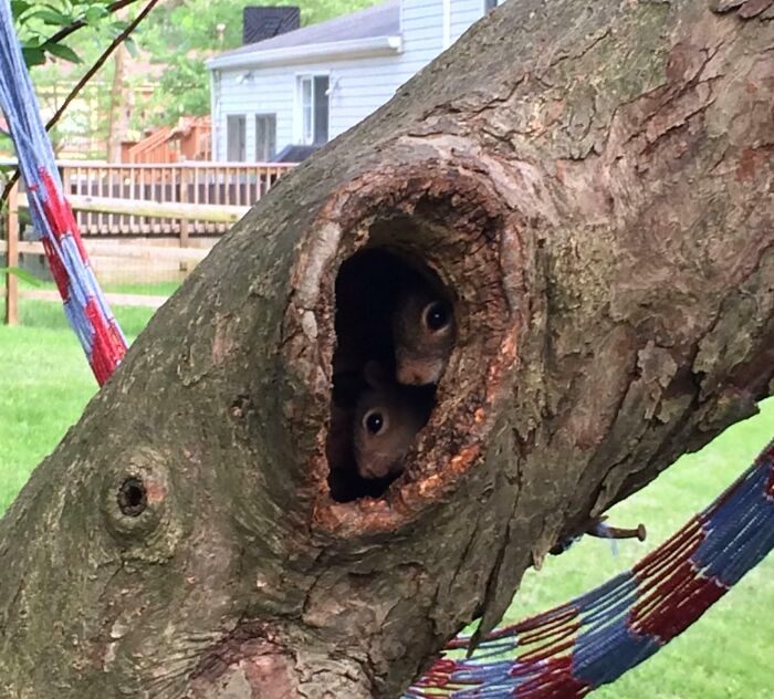 une famille d’écureuils s’est installée dans le trou de mon arbre