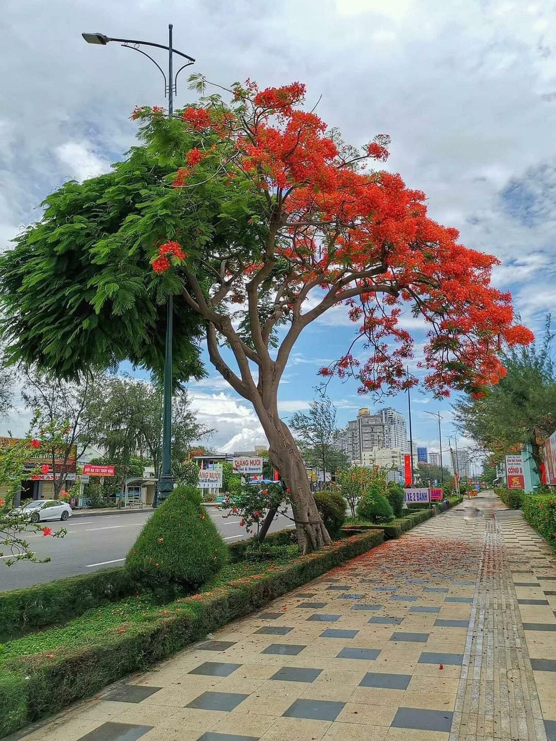 cet arbre bicolore