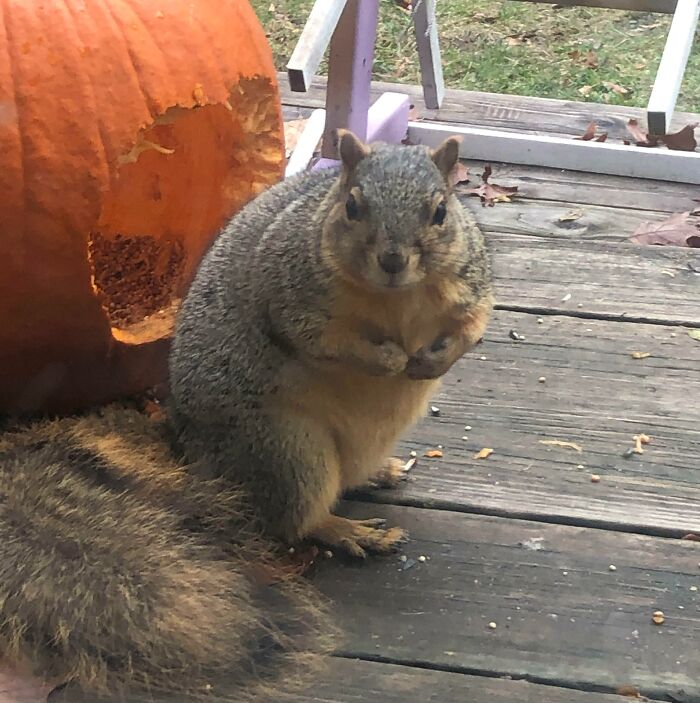 sadie l’écureuil a mangé 3 jack o’lanterns jusqu’à présent