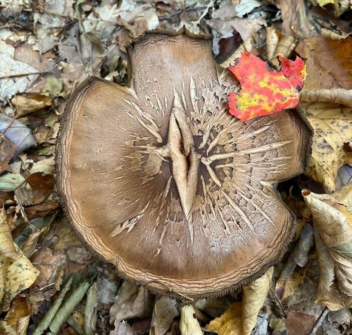 Champignon de l’œil de sauron