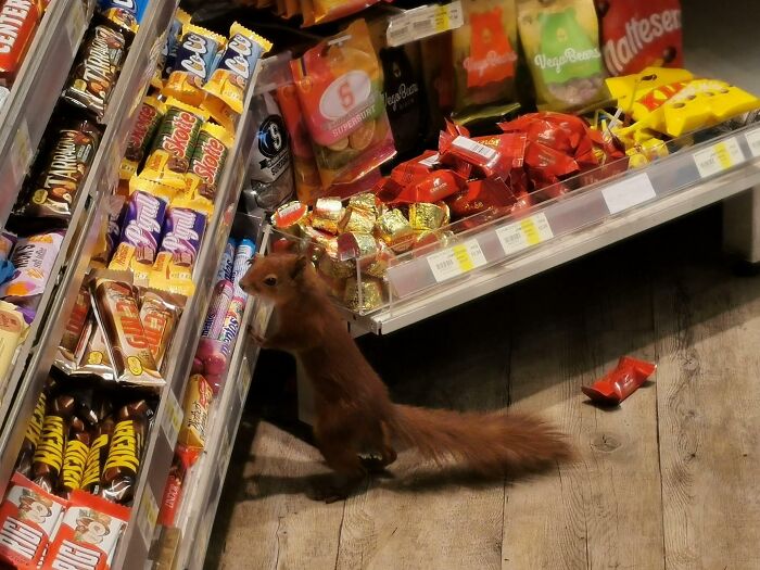 Un écureuil est entré dans le magasin où je travaille et a volé une barre de chocolat.