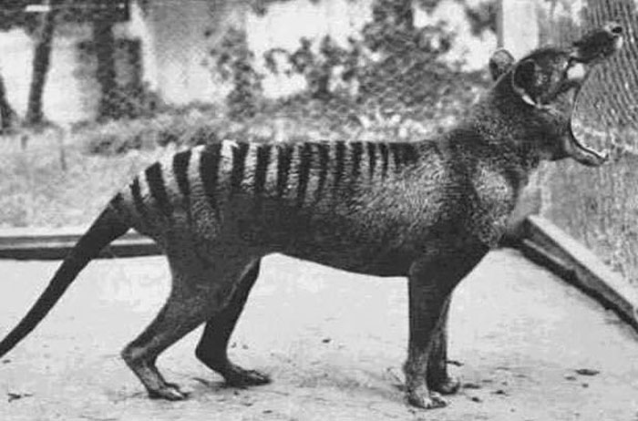 La dernière photo du tigre de Tasmanie, aujourd’hui disparu, en 1933.