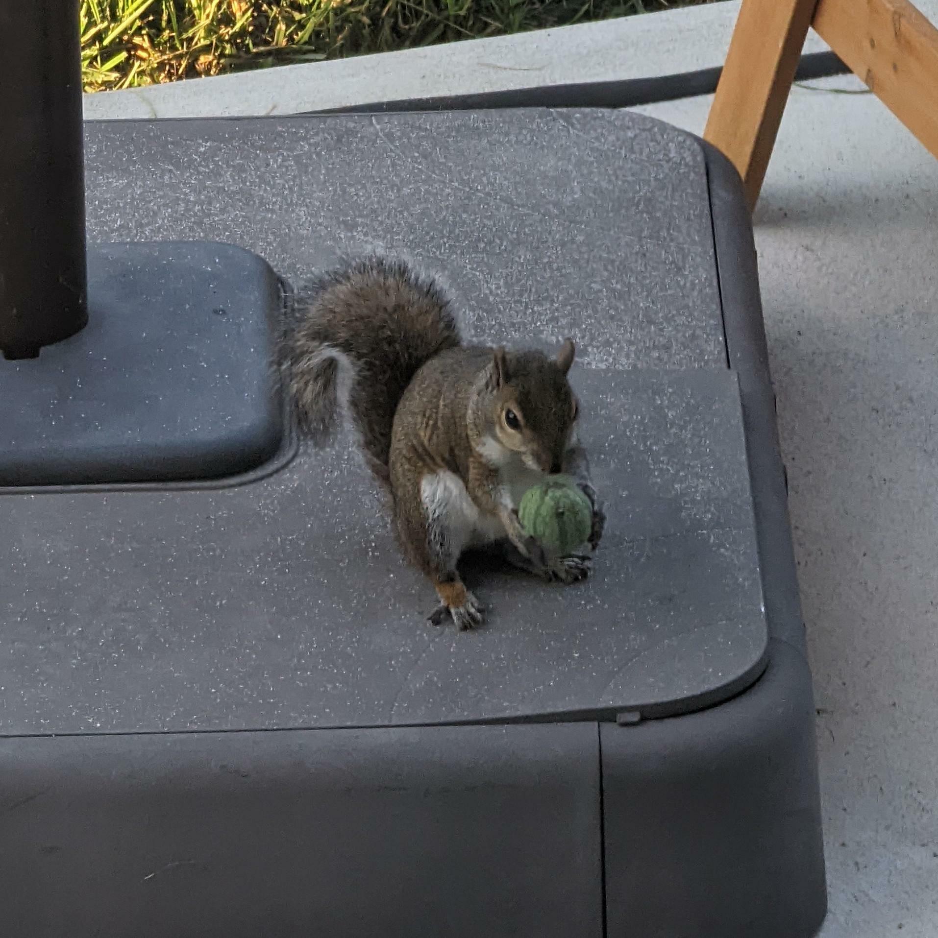 Ce petit gars a attrapé une pastèque tout aussi petite dans mon jardin.