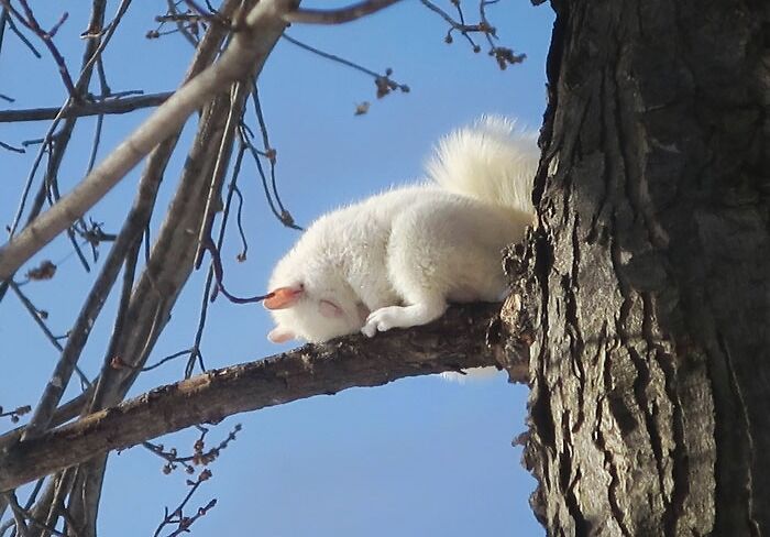 Ma femme vient de prendre cette photo d’un écureuil albinos endormi.