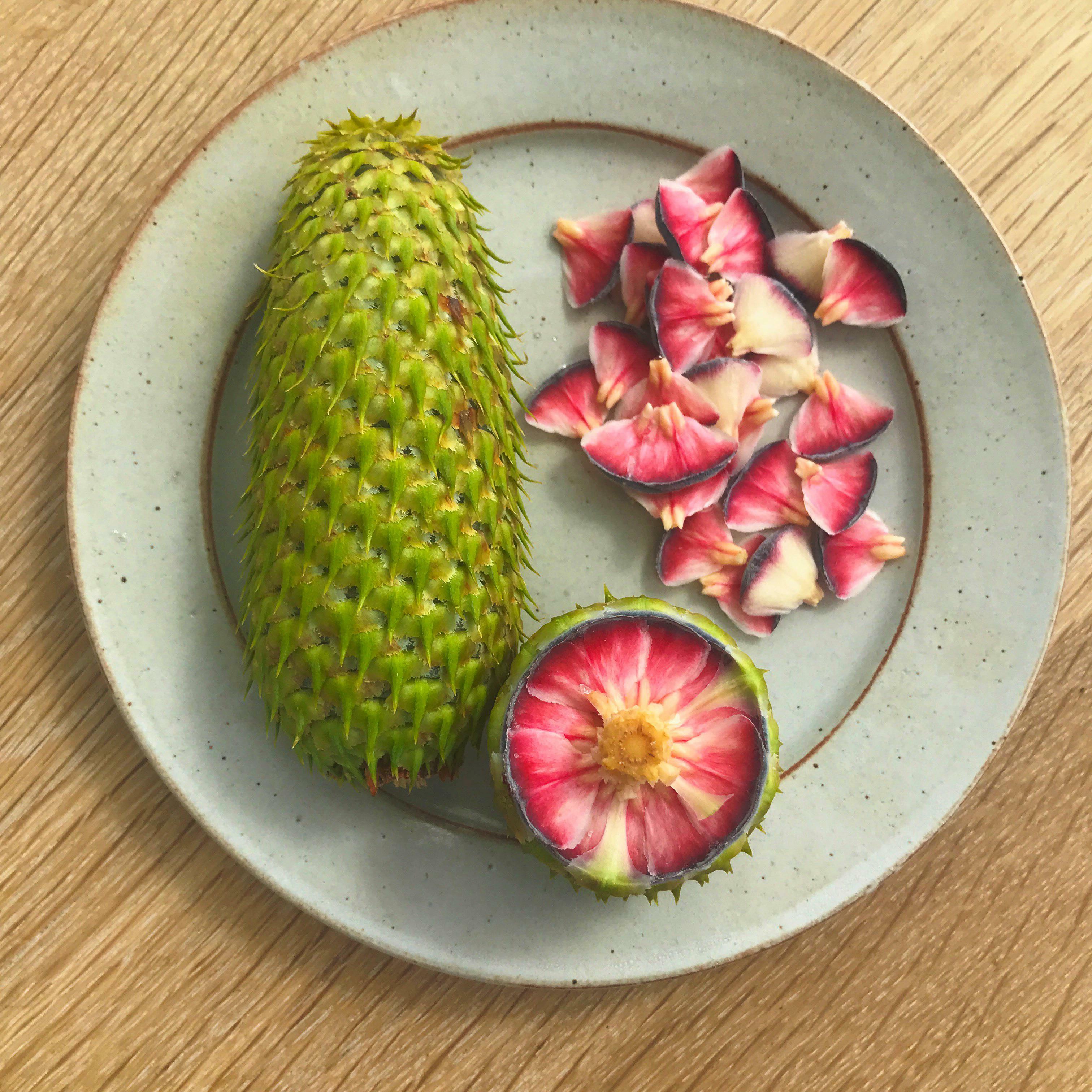 La première pomme de pin de sapin noble de l'année au Danemark. Si tendre, si délicieuse !