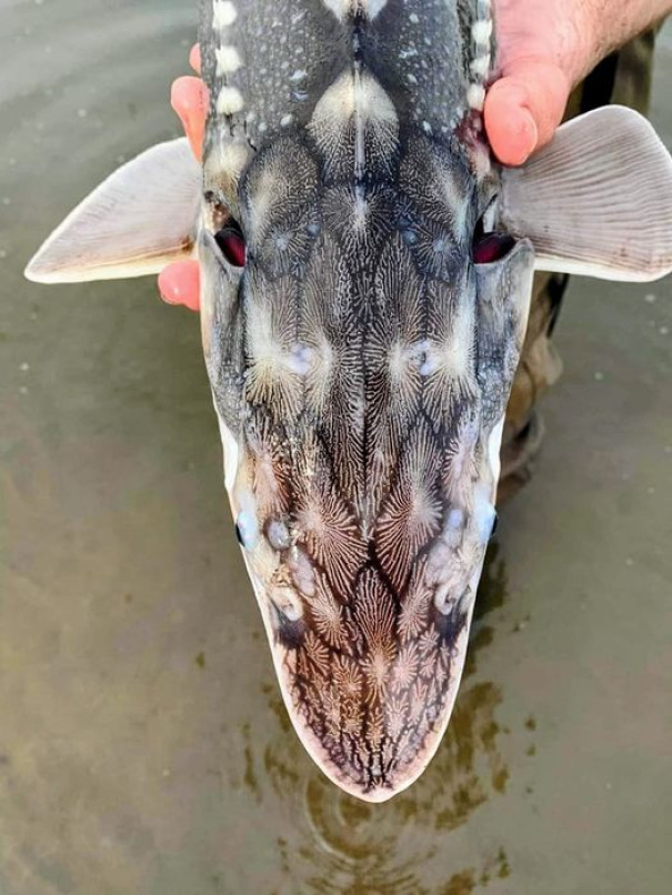 la tête d’un esturgeon blanc, vue d’en haut, est quelque peu séduisante car elle ressemble à la tête d’une girafe ou d’un dragon mythique. cette espèce d’esturgeon est le plus grand poisson d’eau douce d’amérique du nord.