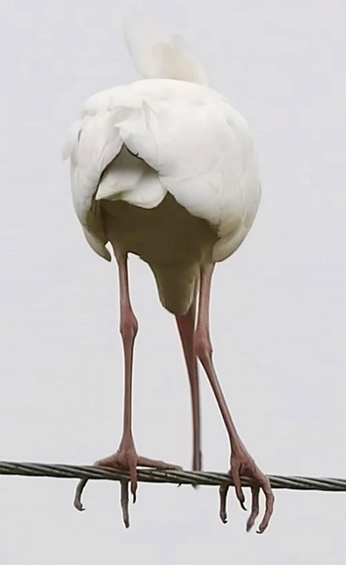 Je pensais avoir une super photo d’un ibis blanc. Je pense maintenant que c’est peut-être un des chapeaux de Lady Gaga.