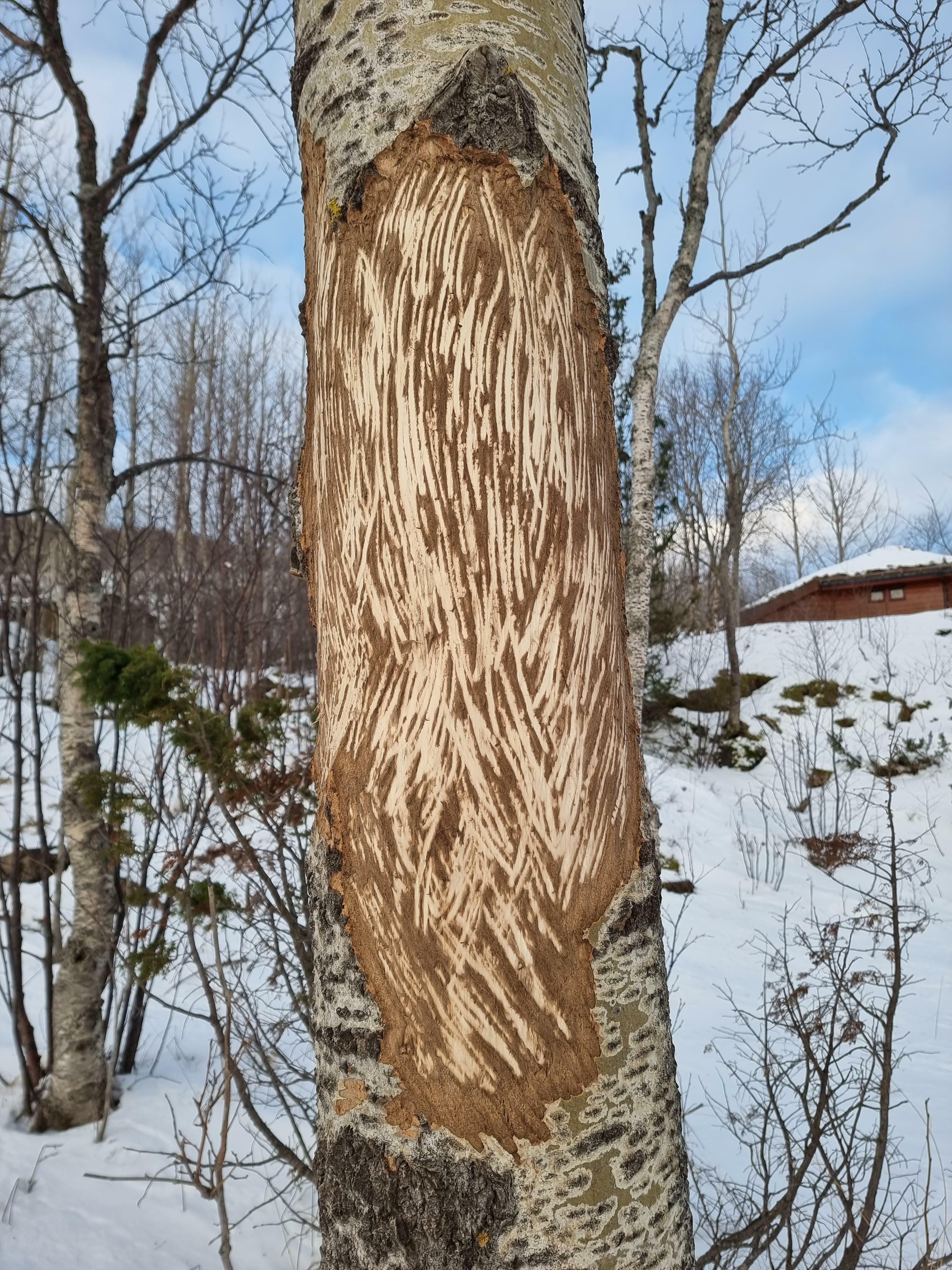 le résultat d'un élan qui gratte ses bois contre un arbre pendant la saison de mue.