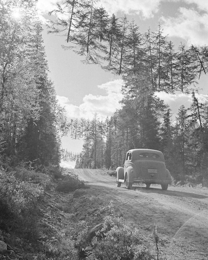 route camouflée en finlande pendant la seconde guerre mondiale. les arbres sont suspendus avec une corde pour que les tours de guet ennemies ne voient pas la route. 27 juin 1941