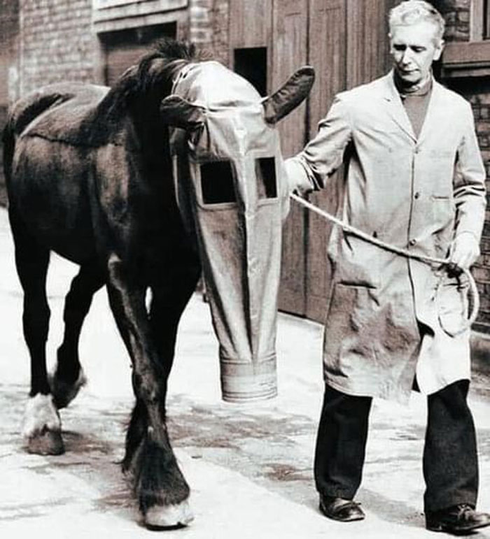 “cheval avec un masque à gaz, royaume-uni, 27 mars 1940”