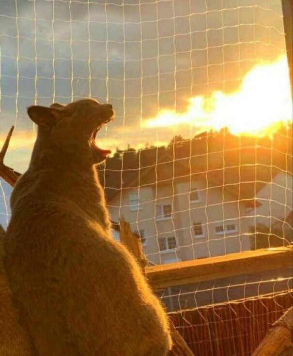 L’éclairage du coucher de soleil lui donne l’air d’un souffle de feu.