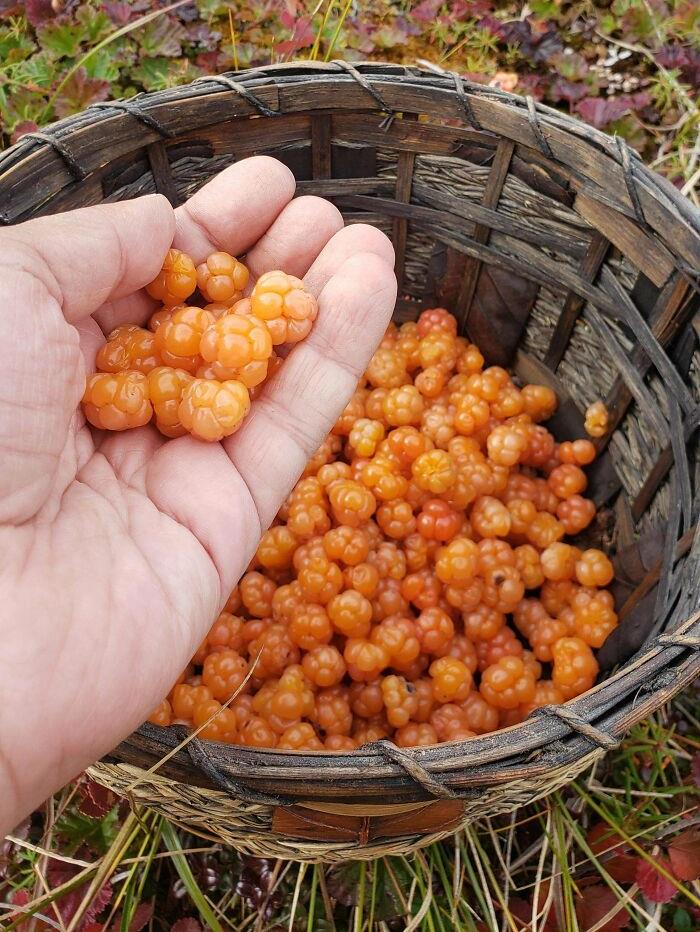 J’ai récolté des cloudberries dans l’Arctique la semaine dernière !