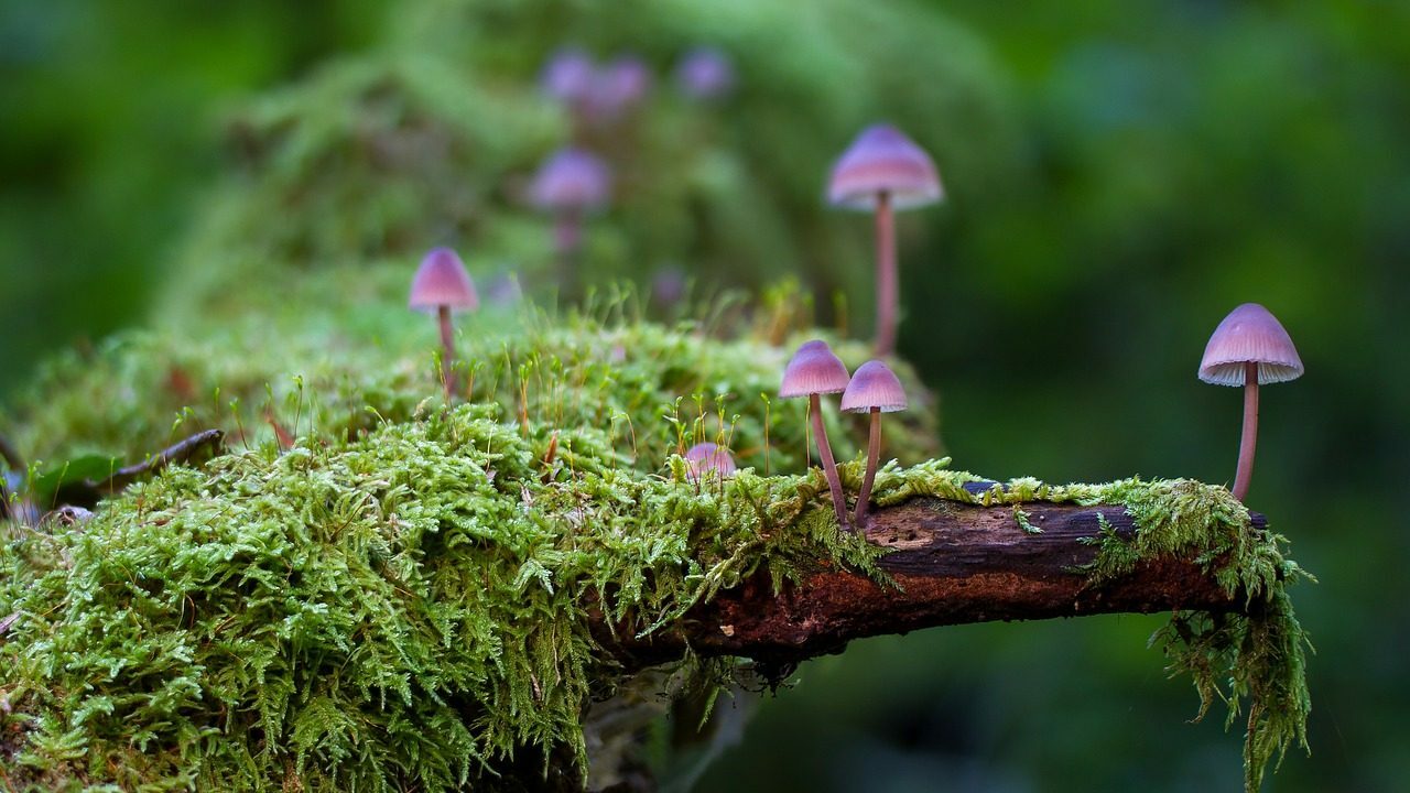 Les champignons sont la plus belle chose vivante