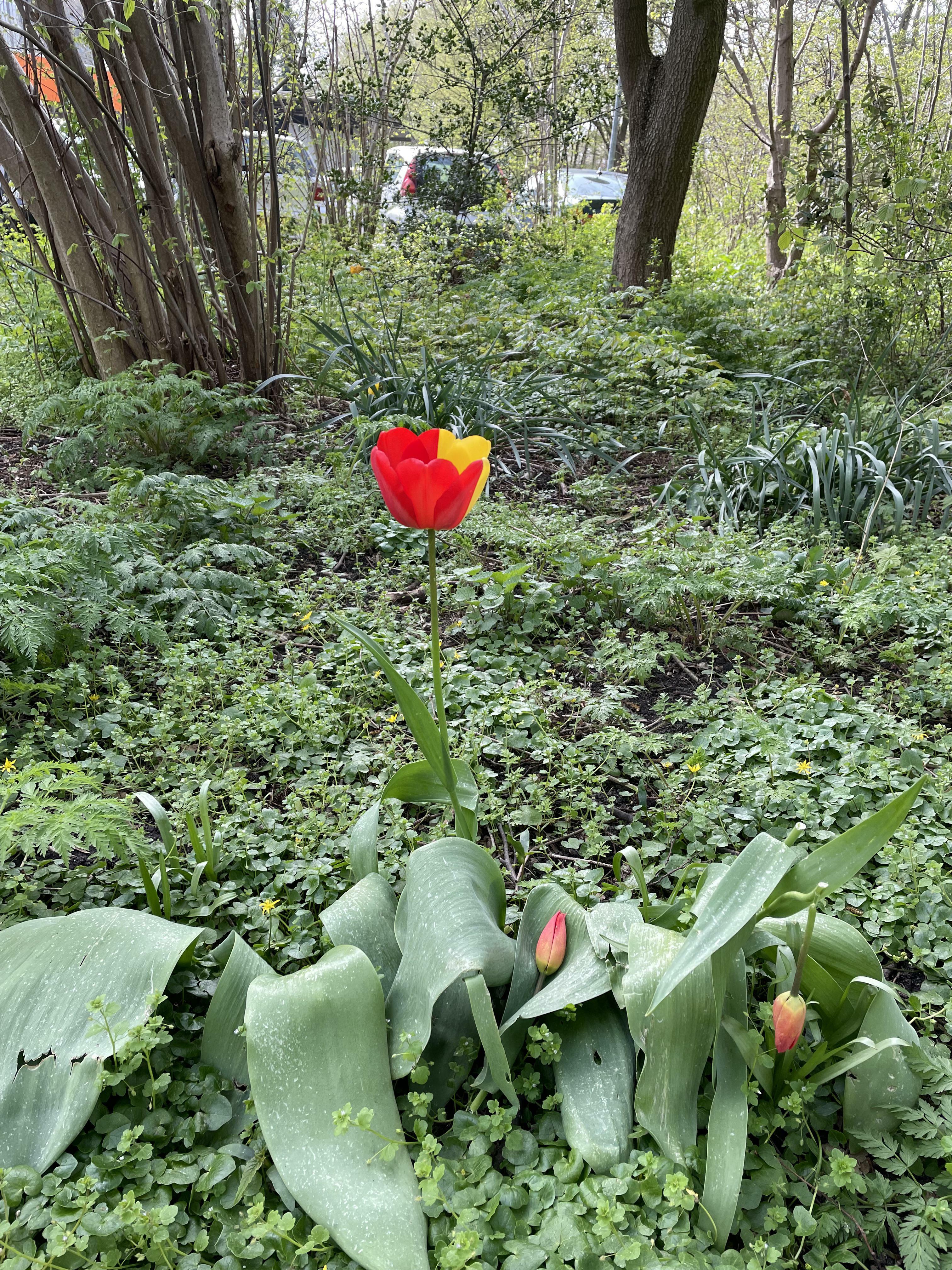 J'ai trouvé une tulipe bicolore aujourd'hui.