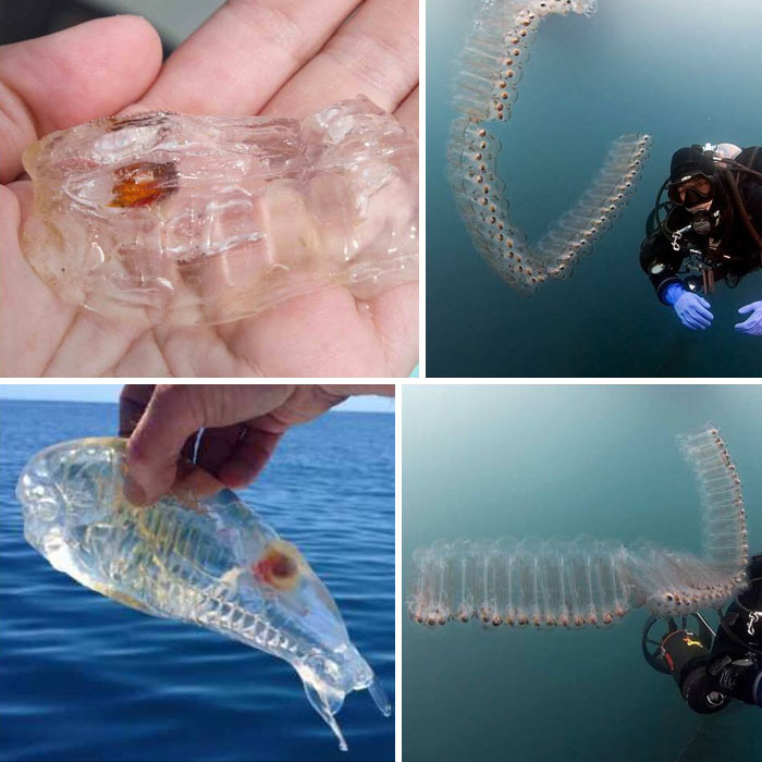 une salpe (pluriel de salps) ou salpa (pluriel de salpae ou salpas) est un tunicier planctonique en forme de tonneau.