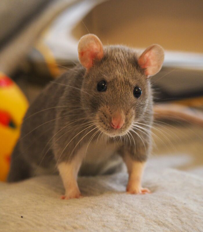 Les rats peuvent aussi être mignons ! Voici porcini, un rat fantaisie femelle de 4 mois.