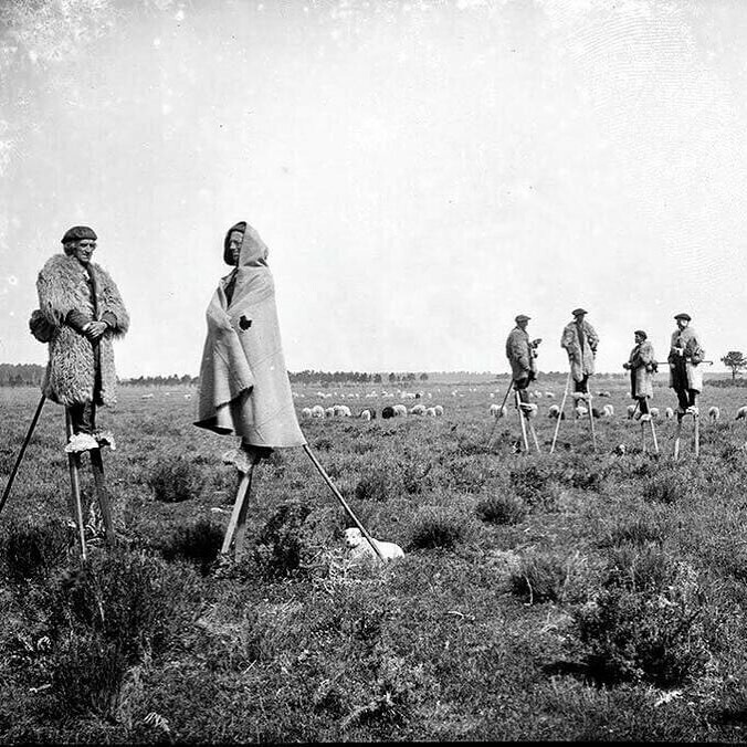 les bergers de gascogne, en france, utilisaient des échasses pour marcher dans les marais. photo prise en 1895