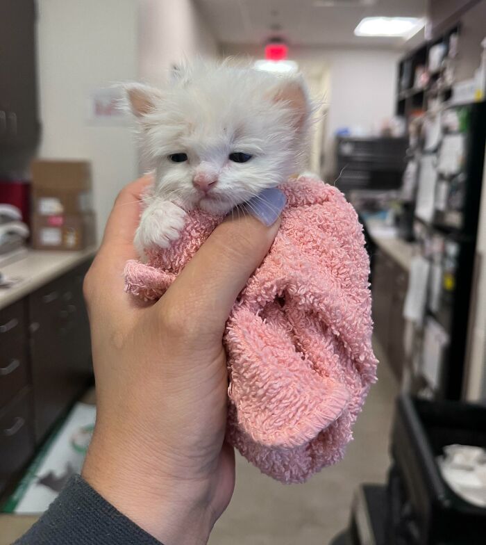 Je travaille dans une clinique vétérinaire et ce bébé a été rendu par son propriétaire. Je suis maintenant la propriétaire de ce petit bout de chou.
