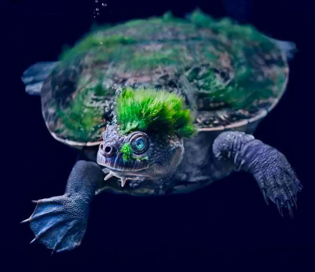tortue de la rivière mary : celle qui a les cheveux verts en forme de “mohawk” (en fait des algues) est une espèce australienne qui s’est séparée des autres espèces vivantes il y a environ 40 millions d’années.