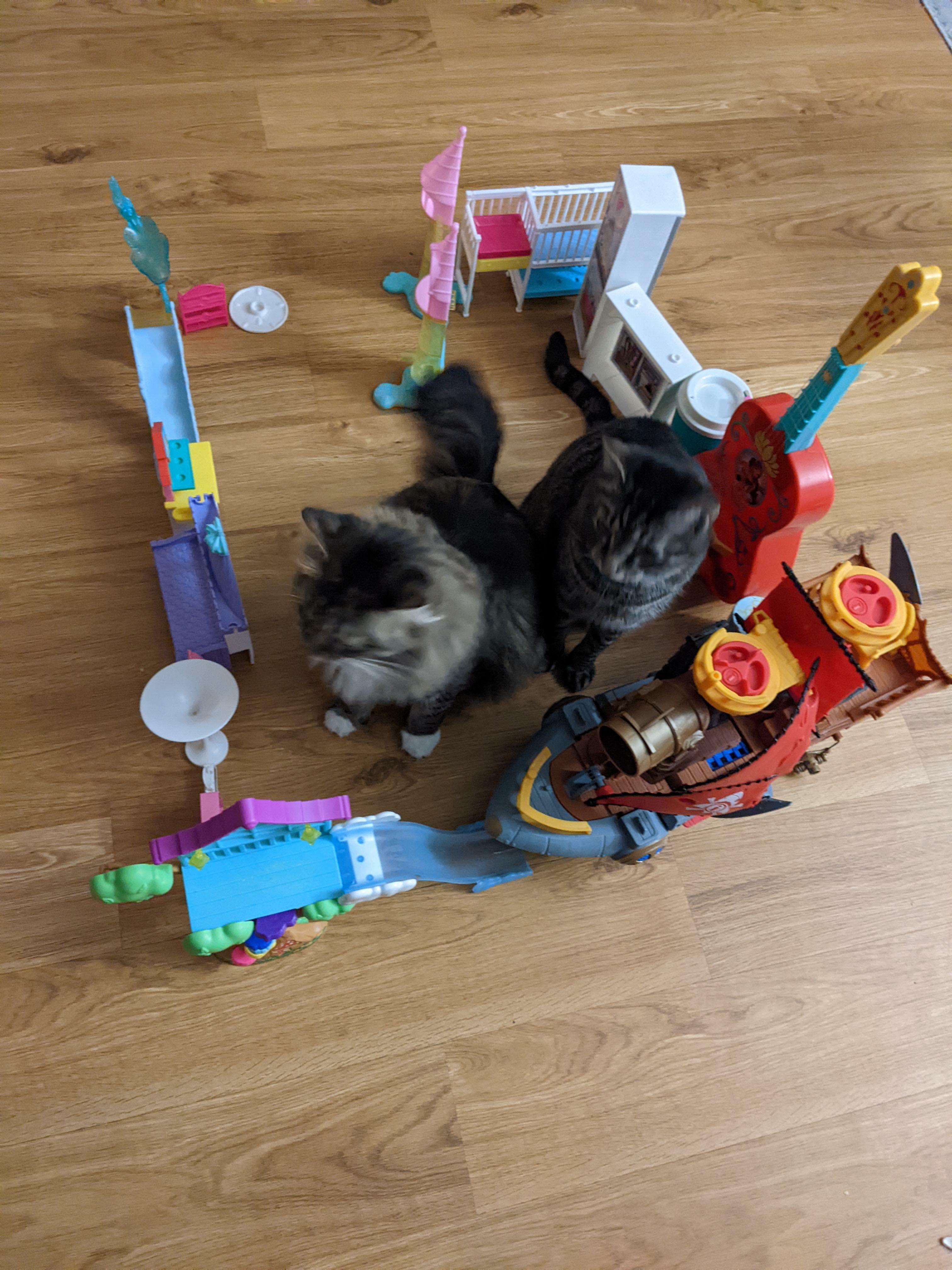 mon enfant a construit son premier piège à chat aujourd'hui et en a attrapé 2