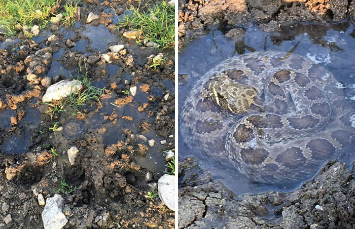 ce serpent à sonnettes a été trouvé en train de se baigner dans la flaque créée par l’empreinte d’un sabot de vache