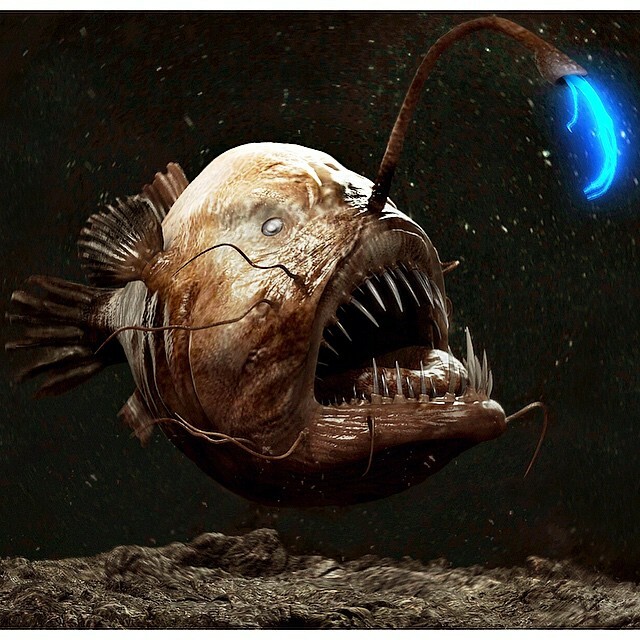 Le poisson baudroie est peut-être l’une des créatures marines les plus fascinantes et les plus bizarres que l’homme connaisse.