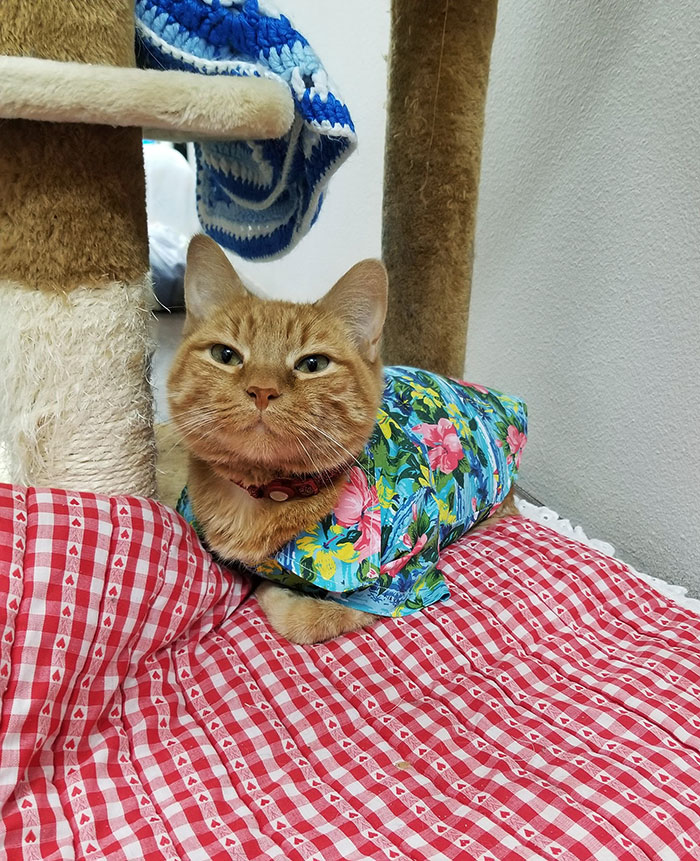 Le chat de la clinique a reçu une chemise, et il ne laisse personne l’enlever