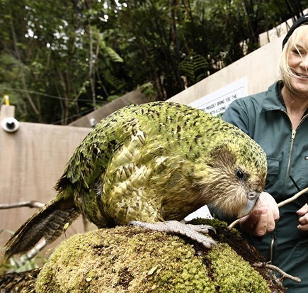 Le kakapo est une espèce en danger critique d’extinction, il n’en reste qu’environ 125.