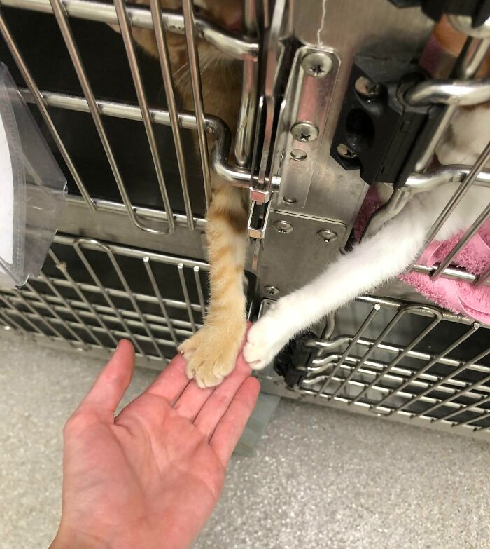 l’une des parties que je préfère dans mon métier de technicien vétérinaire est de pouvoir tenir la main des chatons.