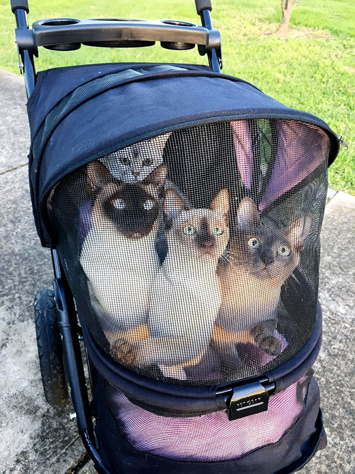 S’ils ne sortent pas dans leur poussette à chats au coucher du soleil pour regarder les oiseaux, je n’en entendrai jamais la fin.